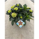 Hydrangea Schale blau