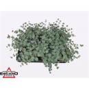 Sedum sieboldii