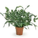Phlebodium aureum 'Blue Star'