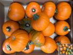 Cucurbita orange