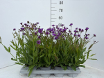 Verbena rigida