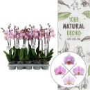 Phalaenopsis 2 Rispen rosé gemischt