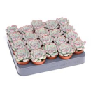 Mini Echeveria  'Mystery'