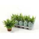 Nephrolepis exal. 'Green Lady'