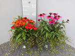 Echinacea Kübel mit Mühlenbeckia