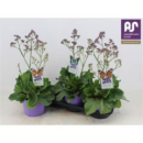Limonium 'Salt Lake'