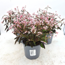 Euphorbia "Pink Shades"