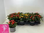 Capsicum annuum 'Salsa' gemischt
