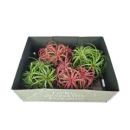 Tillandsia ohne Topf