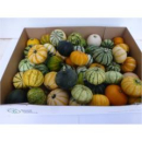 Cucurbita  gemischt
