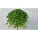 Soleirolia soleirolii