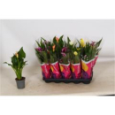 Calla Mix
