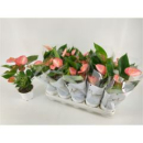 Anthurium andr. 'Livium Red'
