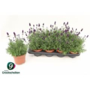Lavandula angus. 'Hidcote'