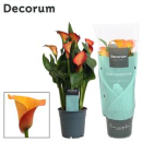 Calla orange