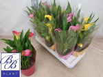 Calla Mix