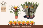 Guzmania 'Fiero Yellow'