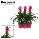 Guzmania 'Freya' im Keramiktopf