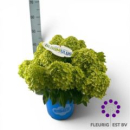 Hydrangea pan. Busch "Bloomulus Stratix"