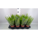 Nephrolepis exal. 'Green Lady'