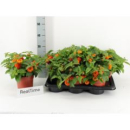Lantana camara orange
