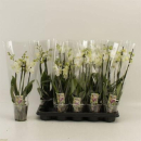 Phalaenopsis 4 Rispen weiß