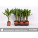 Dracaena frag. "Steudneri"