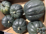Cucurbita dunkelgrün