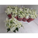Poinsettia "Princettia" midi weiß