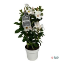 Mandevilla Säule weiß