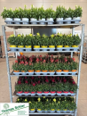 Antirrhinum majus