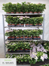 Hydrangea macr. "Stern" hellblau
