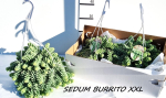 Sedum burrito Ampel