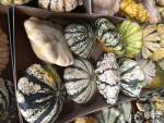 Cucurbita "Patisson" Mix