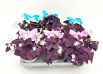 Oxalis triangularis rot