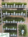 Lavandula ang. weiß