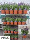 Salvia nem. Kübel