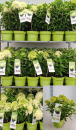Hydrangea pan. "Whitelight"