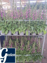 Digitalis Kübel