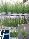 Cortaderia selloana "Tiny Pampa"