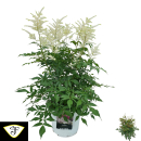 Astilbe Kübel weiß