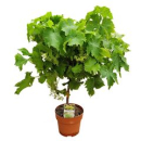 Vitis vinifera