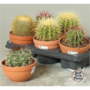 Cactus Mix