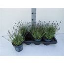 Lavandula ang. 'Essence Pure'