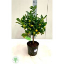 Calamondin Stämmchen