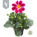 Dahlia 'Summerbees Purple