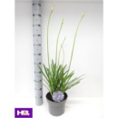 Agapanthus 'Dr. Brouwer'