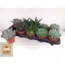 Succulenten gemischt