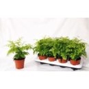 Adiantum raddi. 'Fragrans'