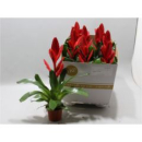 Vriesea rot